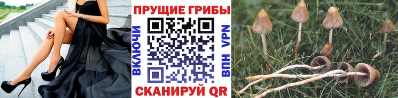 МЕГА сайт  цены наркотик  Богданович  Галлюциногенные грибы Magic Shrooms 